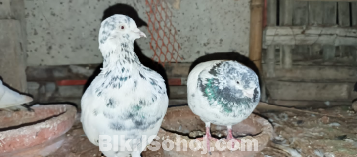 Giribaj pigeon / giribaj kobutor (গিরিবাজ কবুতর)